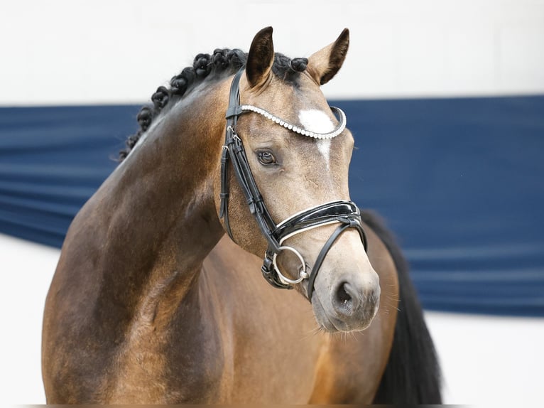 Poni alemán Semental 2 años 144 cm Bayo in Marsberg