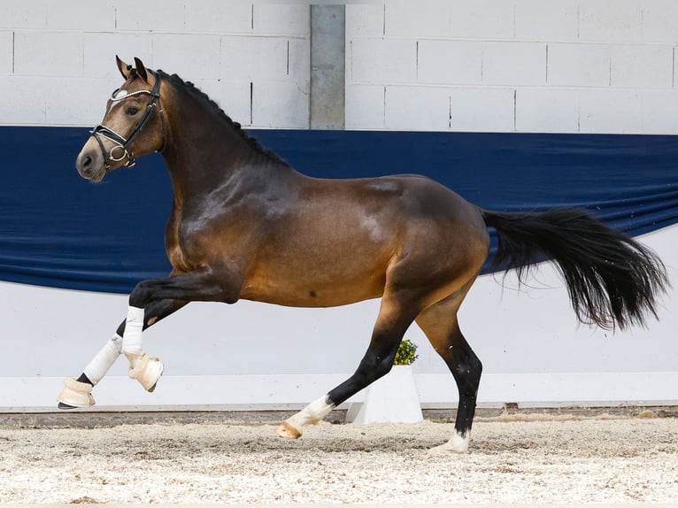 Poni alemán Semental 2 años 144 cm Bayo in Marsberg