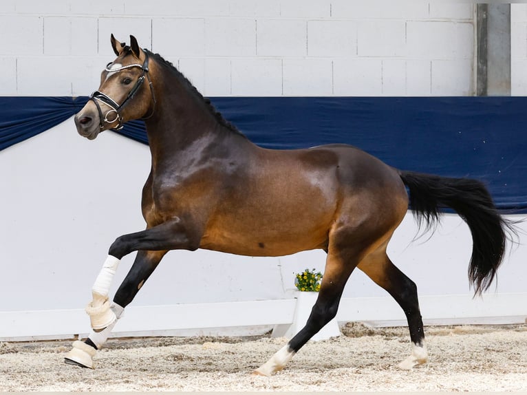 Poni alemán Semental 2 años 144 cm Bayo in Marsberg