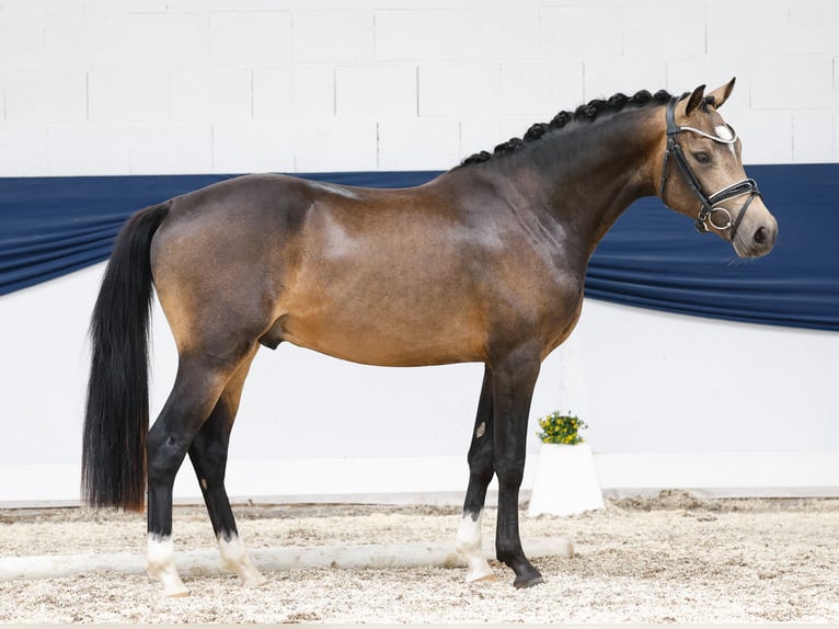 Poni alemán Semental 2 años 144 cm Bayo in Marsberg
