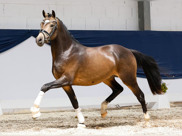 Poni alemán Semental 2 años 144 cm Bayo in Marsberg