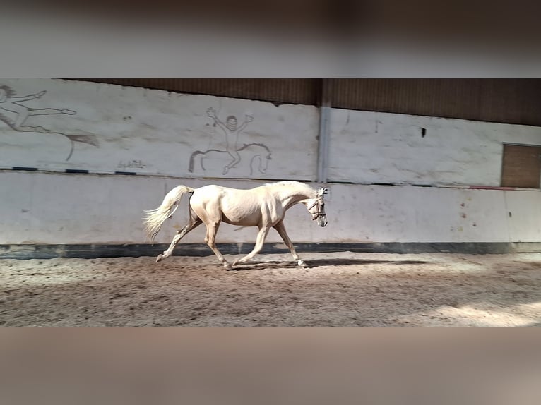 Poni alemán Semental 2 años 144 cm Palomino in Ebersbach an der Fils Poni alemán Semental 2 años 144 cm Palomino in Ebersbach an der Fils