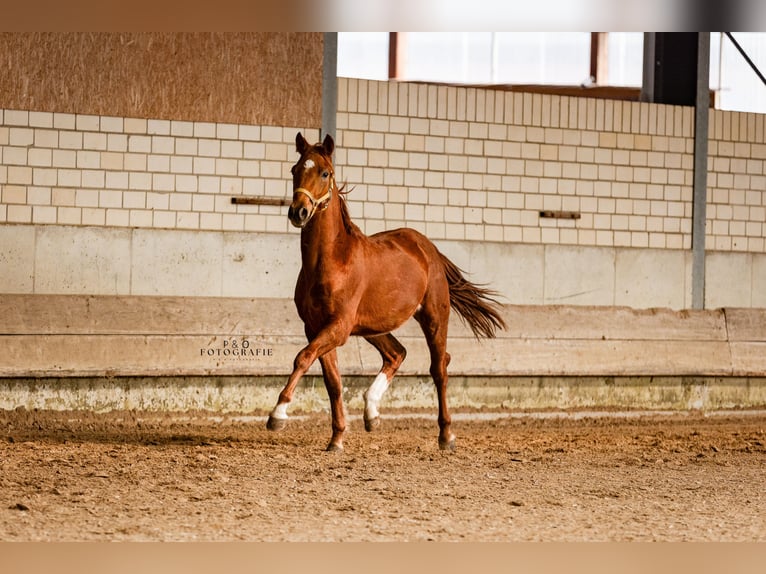 Poni alemán Semental 2 años 145 cm Alazán-tostado in Marl