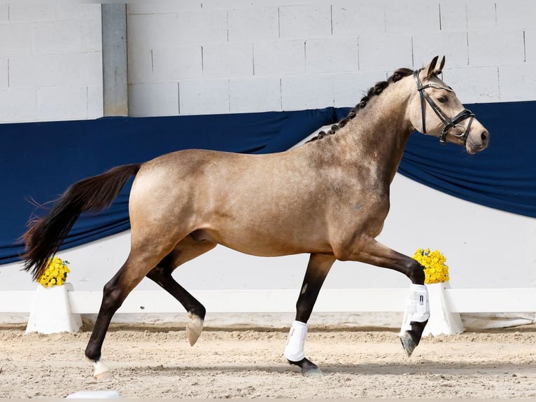 Poni alemán Semental 2 años 145 cm Bayo in Marsberg