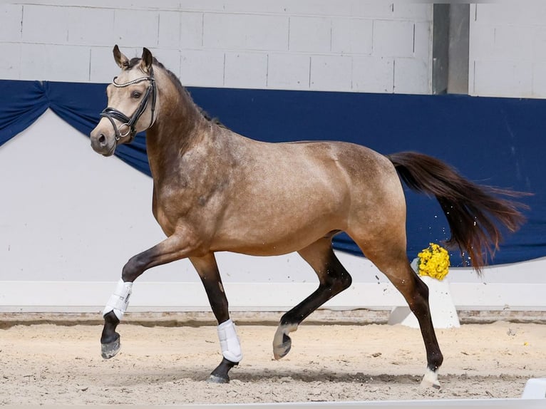 Poni alemán Semental 2 años 145 cm Bayo in Marsberg