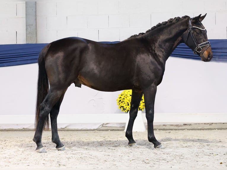 Poni alemán Semental 2 años 145 cm Castaño in Marsberg