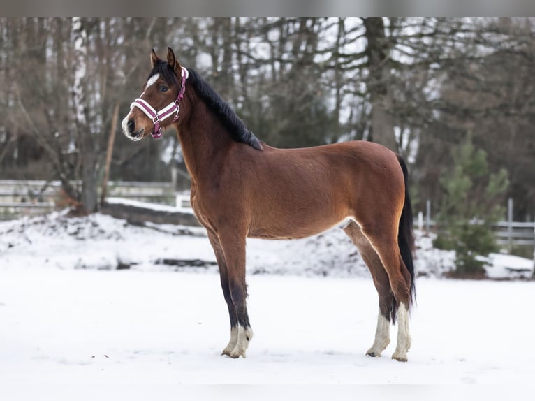 Poni alemán Semental 2 años 145 cm Castaño oscuro in Windhagen