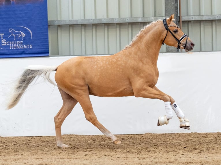 Poni alemán Semental 2 años 145 cm Palomino in Bedburg