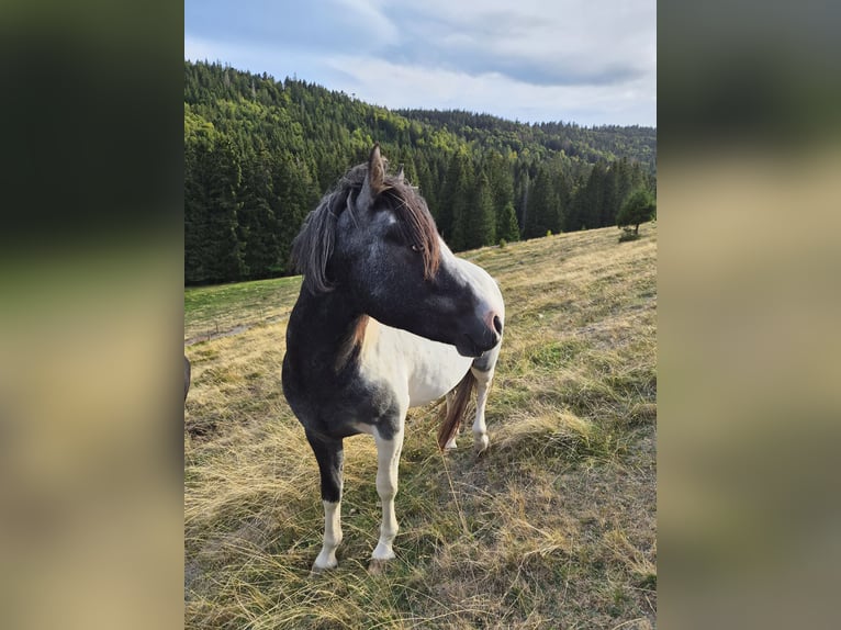 Poni alemán Mestizo Semental 2 años 145 cm Pío in Steinen
