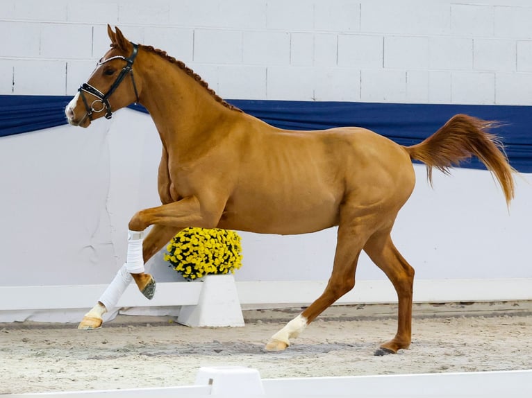 Poni alemán Semental 2 años 146 cm Alazán in Marsberg