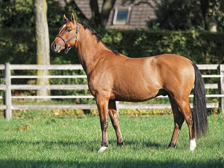 Poni alemán Semental 2 años 146 cm Bayo in Bedburg