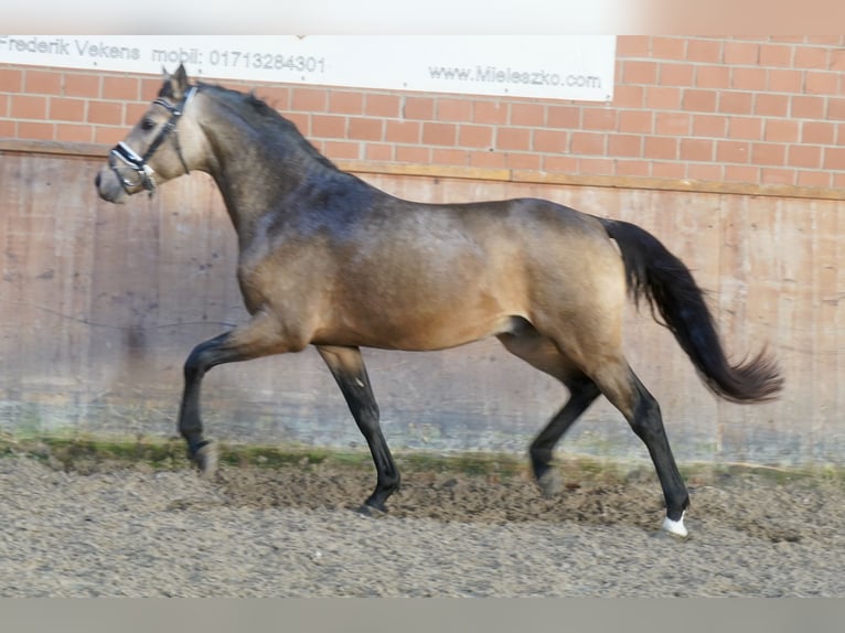 Poni alemán Semental 2 años 146 cm Bayo in Paderborn