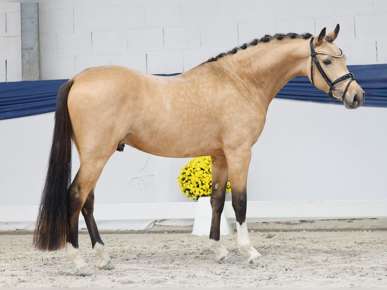 Poni alemán Semental 2 años 146 cm Bayo in Marsberg