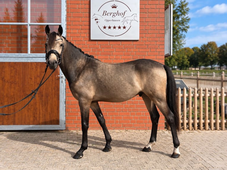 Poni alemán Semental 2 años 146 cm Buckskin/Bayo in Einbeck