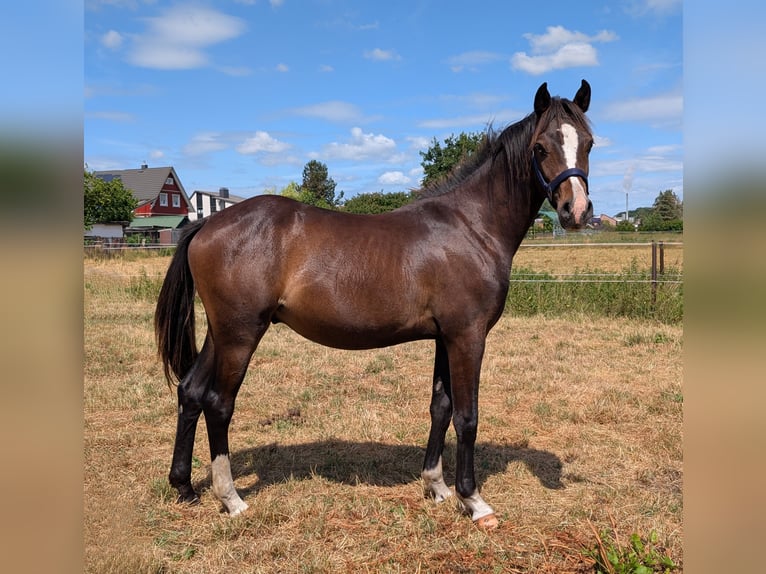 Poni alemán Semental 2 años 146 cm Castaño in Burgwedel