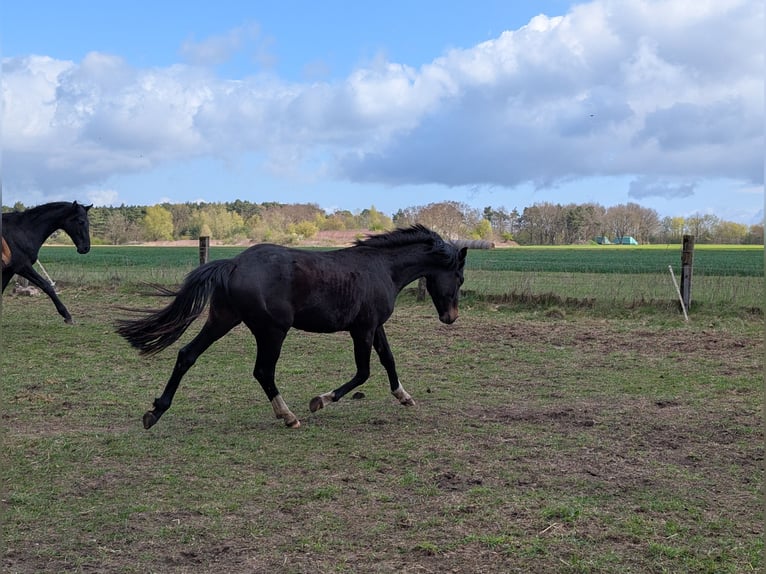 Poni alemán Semental 2 años 146 cm Castaño in Burgwedel