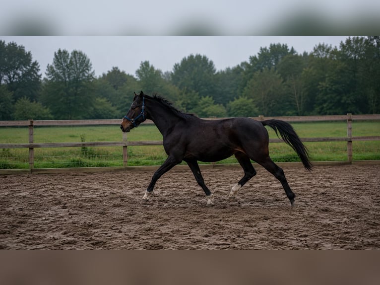 Poni alemán Semental 2 años 146 cm Castaño in Burgwedel