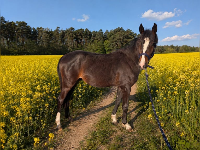 Poni alemán Semental 2 años 146 cm Castaño in Burgwedel