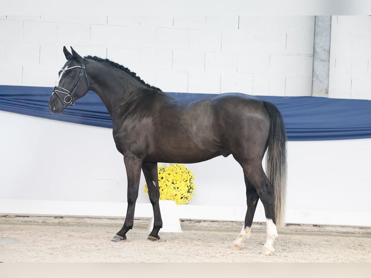 Poni alemán Semental 2 años 146 cm Negro in Marsberg