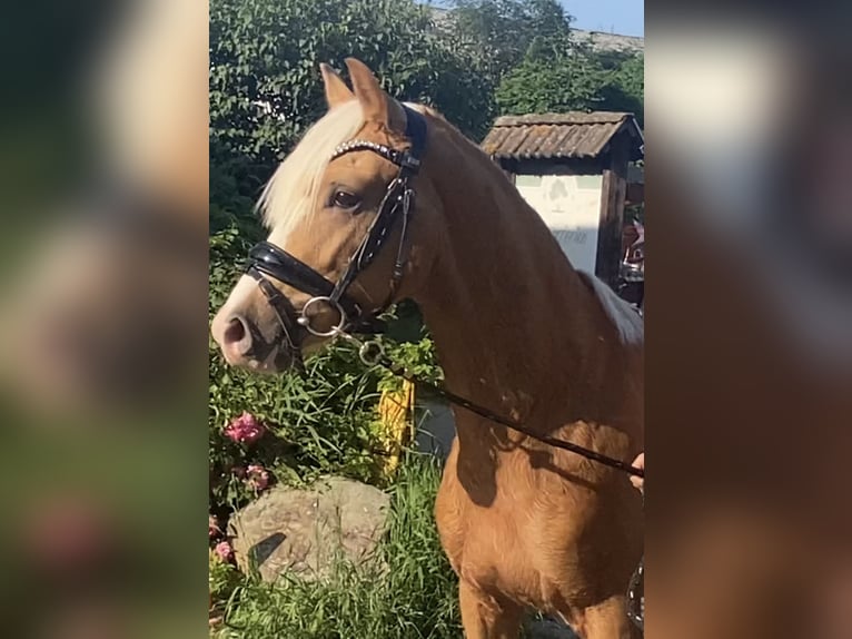 Poni alemán Semental 2 años 146 cm Palomino in Achim