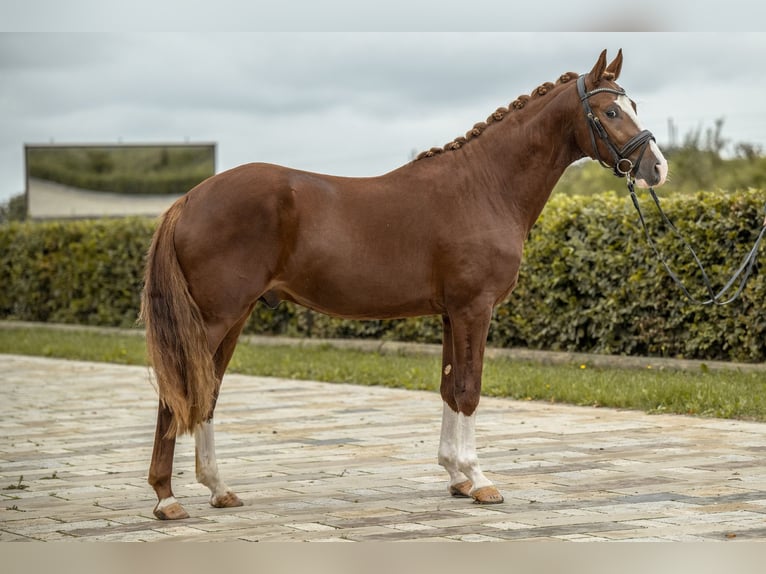 Poni alemán Semental 2 años 147 cm Alazán in Gomadingen