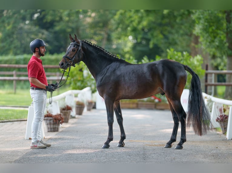 Poni alemán Semental 2 años 147 cm Castaño in Ahaus