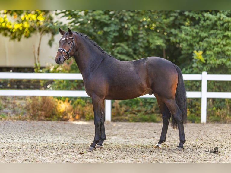 Poni alemán Semental 2 años 147 cm Morcillo in Bedburg
