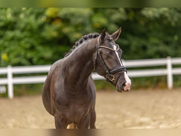 Poni alemán Semental 2 años 147 cm Negro in Bedburg