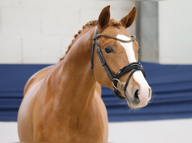 Poni alemán Semental 2 años 147 cm Palomino in Marsberg