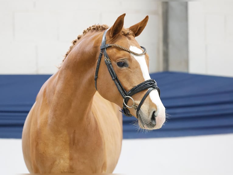 Poni alemán Semental 2 años 147 cm Palomino in Marsberg
