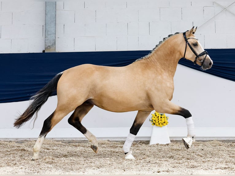 Poni alemán Semental 2 años 148 cm Bayo in Marsberg