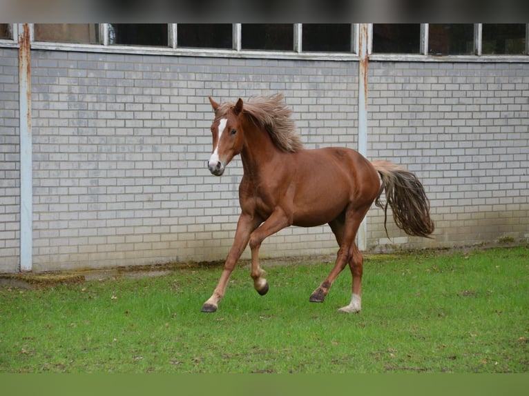 Poni alemán Semental 2 años 148 cm in Jersbek