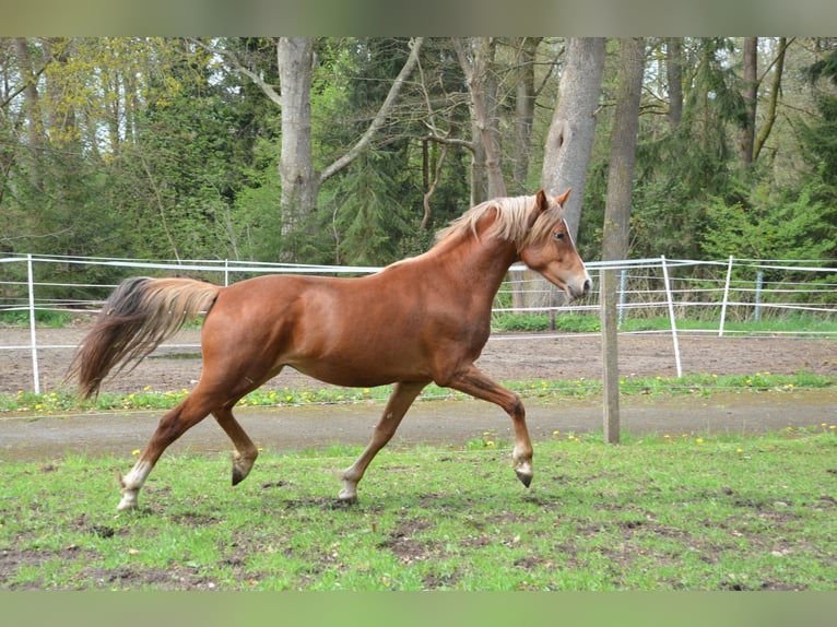 Poni alemán Semental 2 años 148 cm in Jersbek