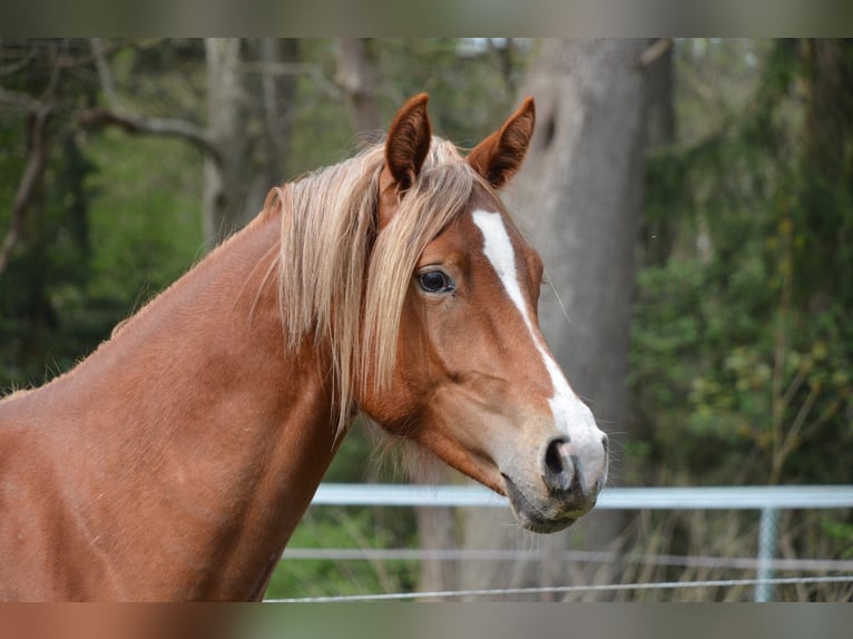 Poni alemán Semental 2 años 148 cm in Jersbek