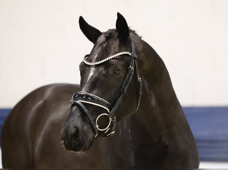 Poni alemán Semental 2 años 148 cm Negro in Marsberg