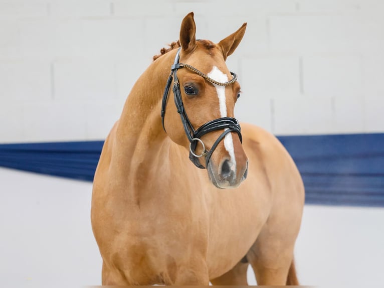 Poni alemán Semental 2 años 149 cm Bayo in Marsberg