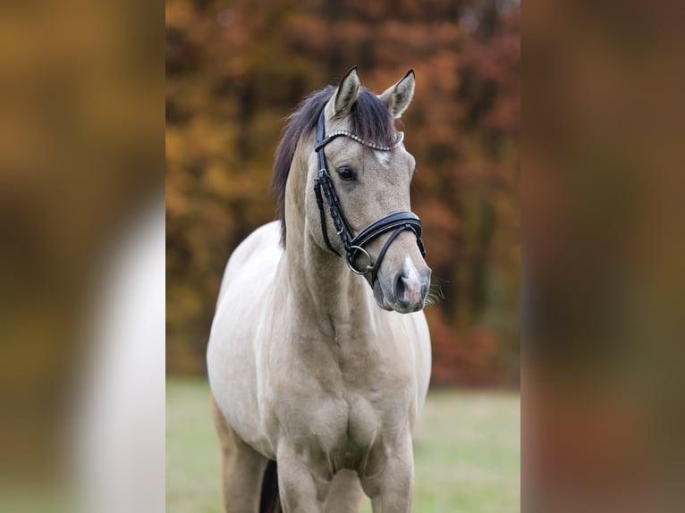 Poni alemán Semental 2 años 149 cm in P&#xF6;lzig