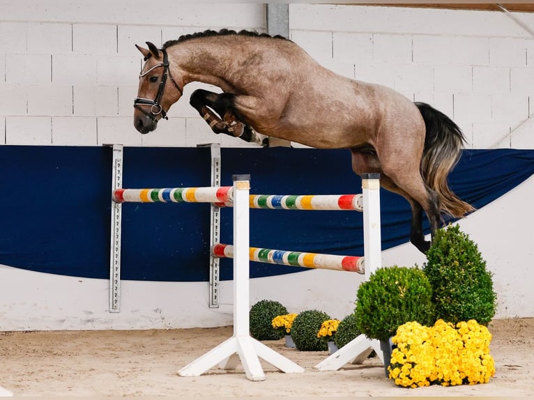 Poni alemán Semental 2 años 149 cm Tordo ruano in Marsberg