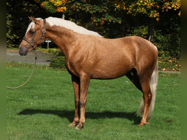 Poni alemán Semental 2 años 152 cm Palomino in Rehburg-Loccum Münchehagen Poni alemán Semental 2 años 152 cm Palomino in Rehburg-Loccum Münchehagen
