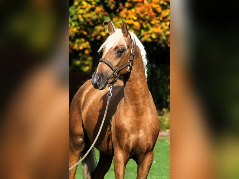 Poni alemán Semental 2 años 152 cm Palomino in Rehburg-Loccum Münchehagen Poni alemán Semental 2 años 152 cm Palomino in Rehburg-Loccum Münchehagen