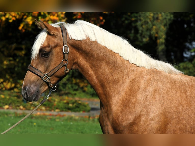 Poni alemán Semental 2 años 152 cm Palomino in Rehburg-Loccum Münchehagen Poni alemán Semental 2 años 152 cm Palomino in Rehburg-Loccum Münchehagen