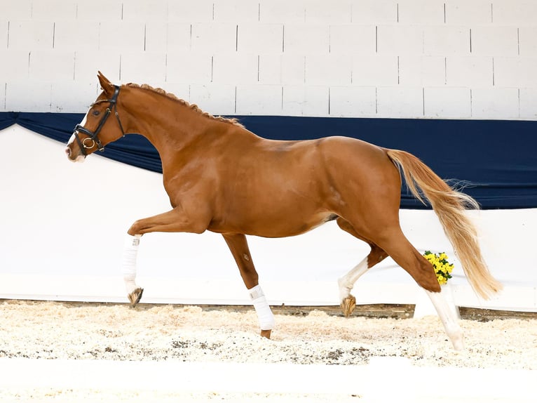 Poni alemán Semental 2 años 159 cm Alazán in Marsberg