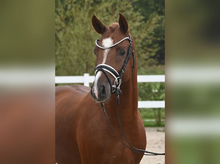 Poni alemán Semental 2 años Alazán in Gomadingen