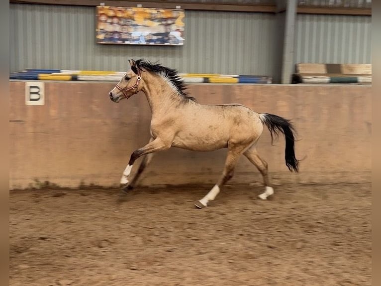 Poni alemán Semental 2 años Buckskin/Bayo in Achim