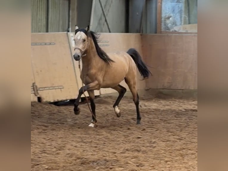 Poni alemán Semental 2 años Buckskin/Bayo in Achim