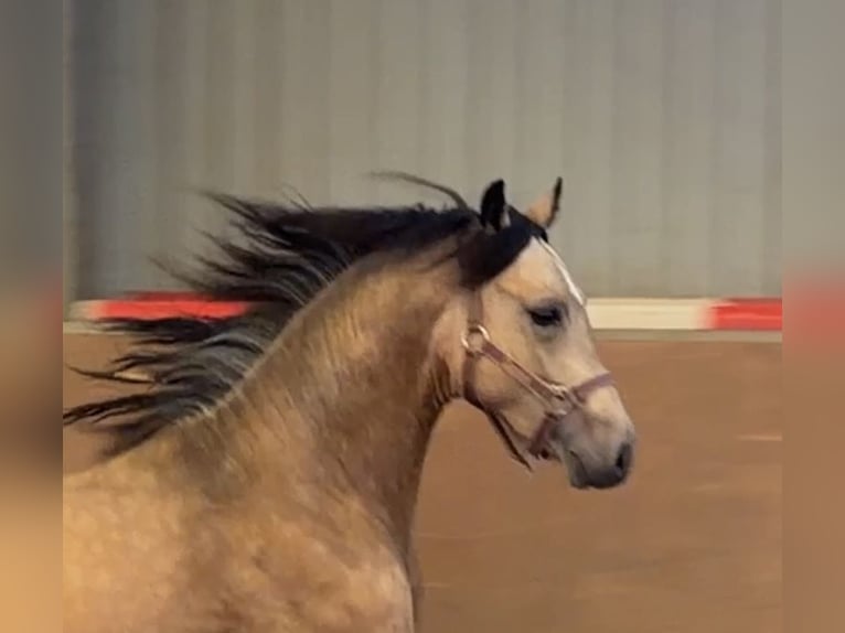 Poni alemán Semental 2 años Buckskin/Bayo in Achim