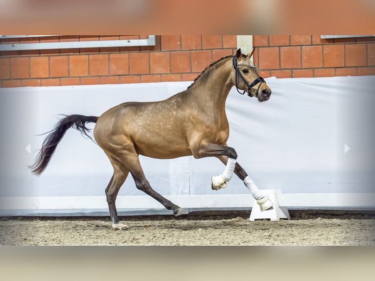 Poni alemán Semental 2 años Buckskin/Bayo in Mönchengladbach