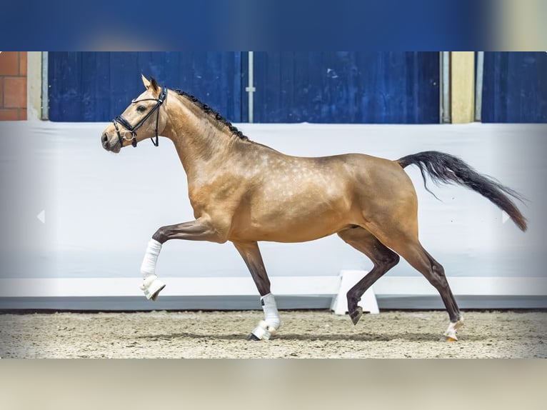 Poni alemán Semental 2 años Buckskin/Bayo in Mönchengladbach