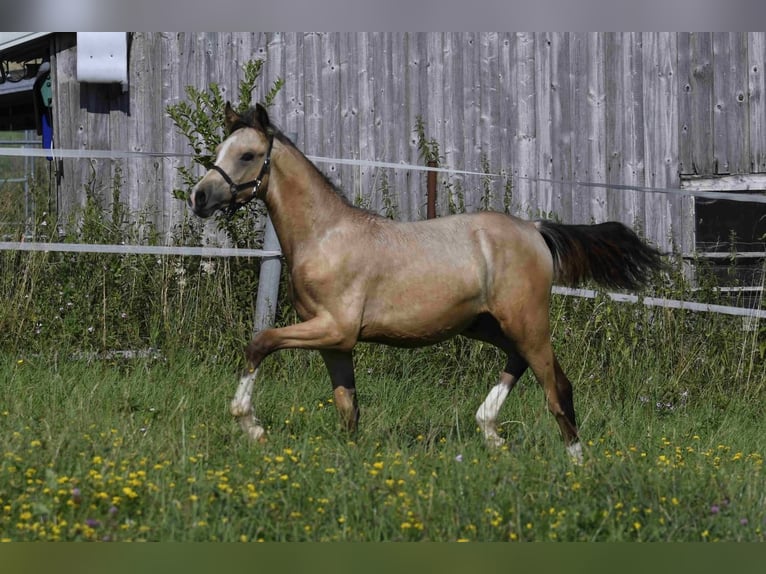 Poni alemán Semental 2 años Buckskin/Bayo in Weilheim in Oberbayern