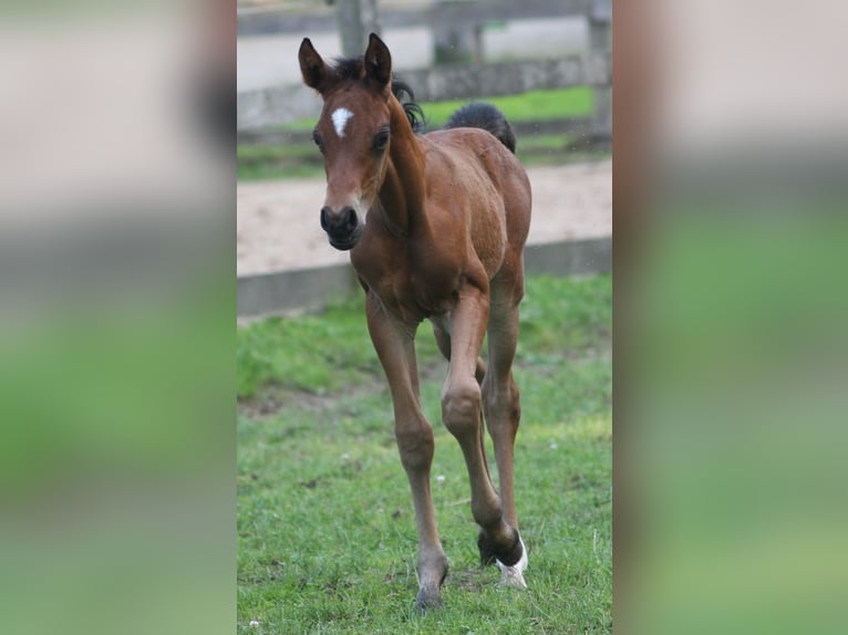 Poni alemán Semental 2 años Castaño in Erwitte